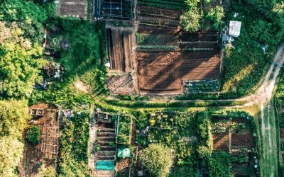 Opportunity to Contribute to the City’s Community Garden & Green Initiatives Review