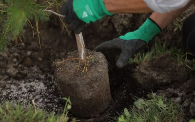 Plant Your Place! 2026 – Free trees for Ottawa residents