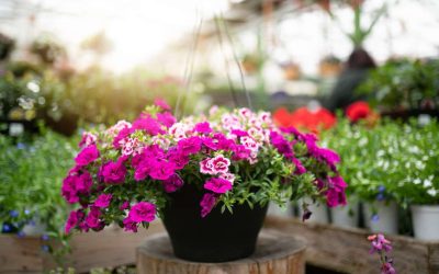 Vente de fleurs printanières et collecte communautaire d’aliments