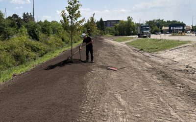 Mise à jour sur le remplacement des arbres du centre commercial South Keys